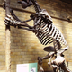 Image for article titled Did The Giant Sloth Die Out Less Than 150 Years Ago?
